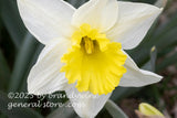 art print of white daffodil bloom with yellow center