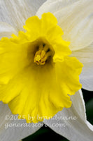 art print of macro photo of yellow center in a white daffodil bloom