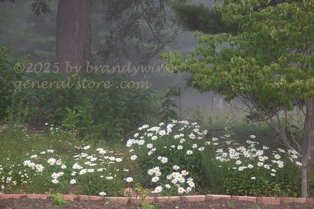White daisy flowers in a garden with trees and foggy background