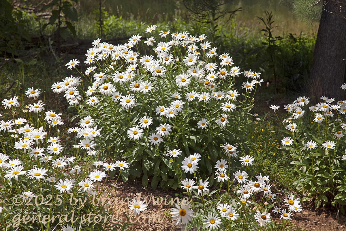 art print of large clumps of white daisies with forest background