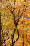 art print of intertwined trees appearing to be dancing in golden forest