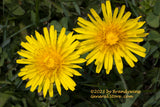 art print of Dandelions a Pair of Yellow Blooms