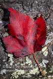 art print of deep red maple leaf laying on a log with light green lichens