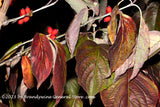 art print of Dogwood in Fall Finery at Night with red berries