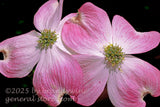art print of close view of a pair of pink dogwood blooms