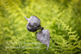 art print of dried seed pods in a bed of blurred green ferns