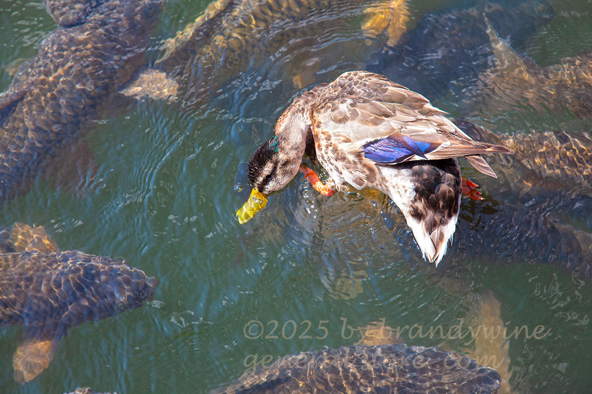 art print of duck in comical pose surrounded by large carp fish