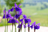 art print of purple dutch iris flowers in front of hay meadow