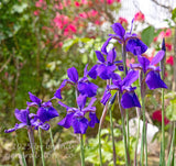 art print of purple dutch iris flowers in front of out of focus red roses