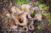 art print of colony of eastern black trumpet fungi in the forest