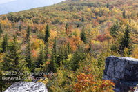 art print of Colorful Fall Mountain as Seen from Dolly Sods WV