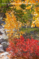 art print of Colorful Leaves by the Rock Path 