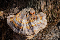 art print of purple, brown, orange and white turkey tail fungi on oak tree