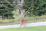 art print of two young deer with one peering over the back of its sibling