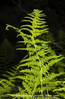 art print of Fern Frond Snaking into the Night