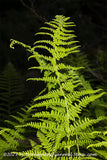 art print of Fern Frond Snaking into the Night