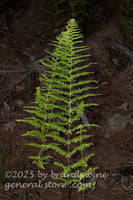 art print of fern fronds arching over dark forest floor