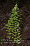 art print of fern fronds arching over dark forest floor