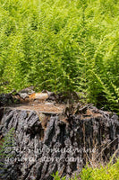 art print of thick bed of hay scented ferns behind large tree stump