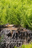 art print of thick bed of hay scented ferns behind large tree stump