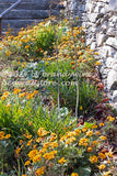 Flower bed in yellow between rock wall and stone steps art print