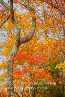 art print of forked tree in yellow and red autumn leaves