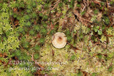 art print of flat top brown mushroom resembling a fried egg in green moss