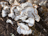 Fungi with Twin Brown Stripes art print