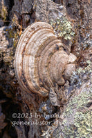 art print of Ganoderma megaloma in artist bracket fungi family and green lichens