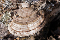 art print of large ganoderma megaloma fungi from artist bracket family on tree