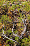 art print of gnarly table mountain pine hanging over the top of Seneca Rocks