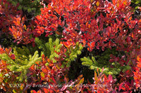 art print of Green Spruce Branches in Red Blueberry Bushes in Dolly Sods