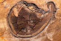 art print of heart of a walnut tree with darker strange formation in  the center