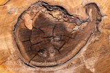 art print of heart of a walnut tree with darker strange formation in  the center