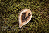 art print of a half hickory nut shell laying on a bed of green moss