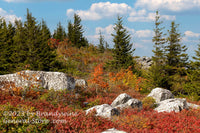 art print of Hodgepodge of Fall in Dolly Sods WV