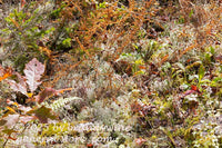 art print of an eclectic assortment of small autumn plants on bank of Spruce Knob lake