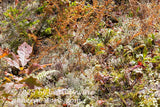 art print of an eclectic assortment of small autumn plants on bank of Spruce Knob lake