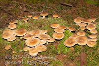art print of honey mushrooms around Spruce Knob lake in WV
