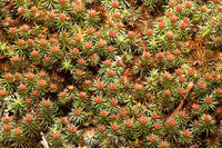 art print of Juniper Haircap moss with blooms forming mat on forest floor