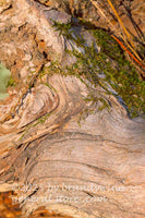 art print of a large piece of driftwood with straight and swirled grains