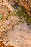 art print of a large piece of driftwood with straight and swirled grains