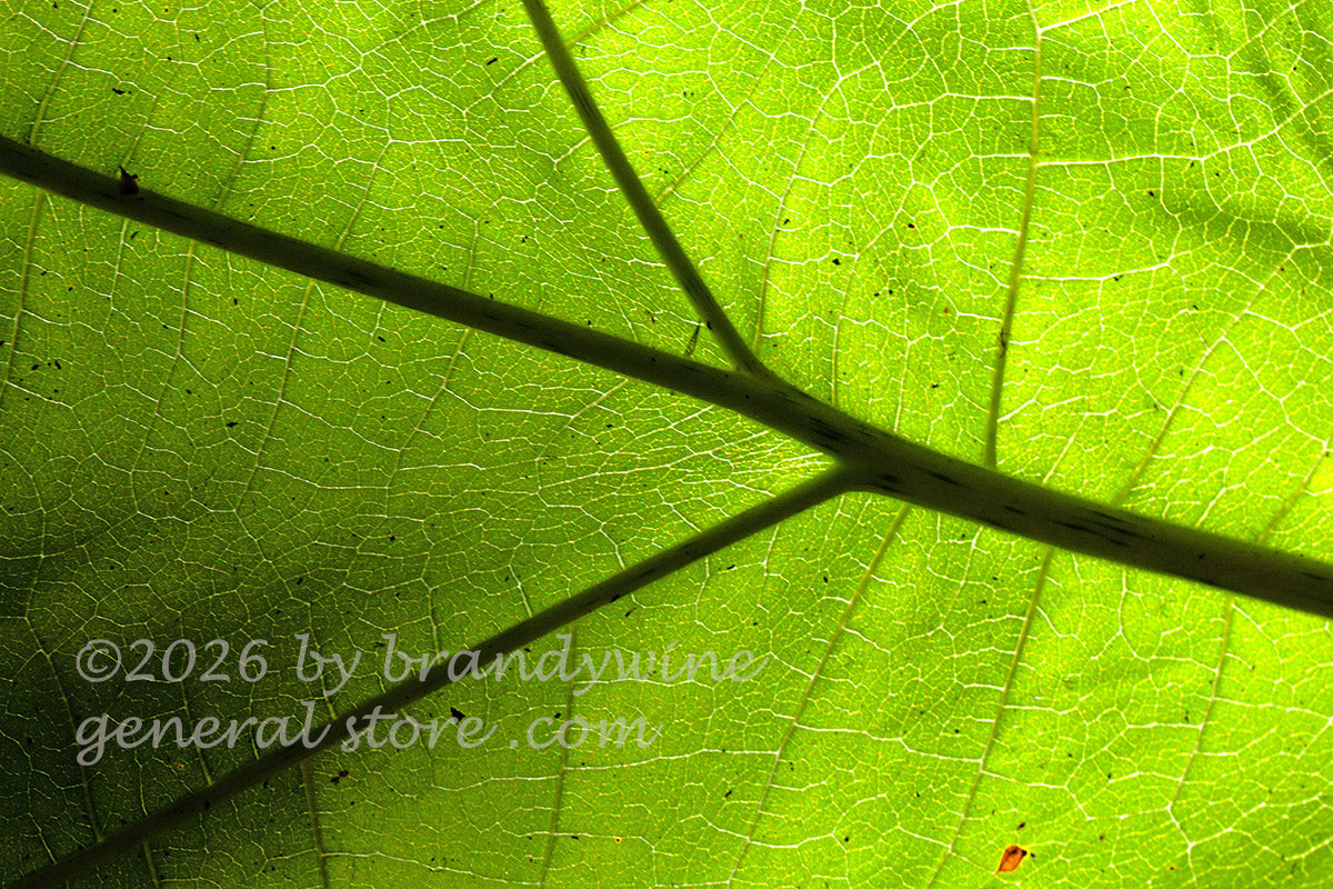 art print of large veiny Princess Tree leaf with sun shining through it from behind in landscape format