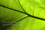 art print of large veiny Princess Tree leaf with sun shining through it from behind in landscape format
