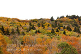 art print of evening in late autumn on top of Spruce Knob mountain in WV