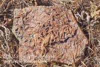 art print of flat rock with layers of fossis