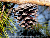 An archival art print of A Lonely Pine Cone Hanging on a Branch 