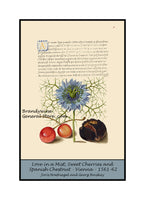 An archival premium quality poster style print of Love in a Mist, Sweet Cherry and Spanish Chestnut made from a medieval illuminated manuscript for sale by Brandywine General Store