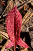 art print of a Macro Shot of Tiny Red Plant in the Woods