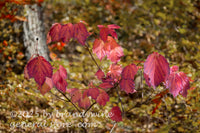 art print of mapleleaf viburnum bush with rare dark mauve autumn colors